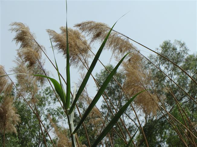 Phragmites karka